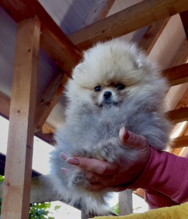 Dakota Pomeranian Dakota Pomeranian