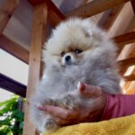 Dakota-female-pomeranian-puppy-for-sale-1 (2)