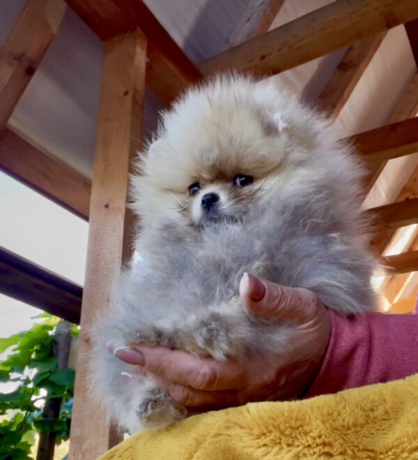 Dakota Pomeranian Dakota Pomeranian