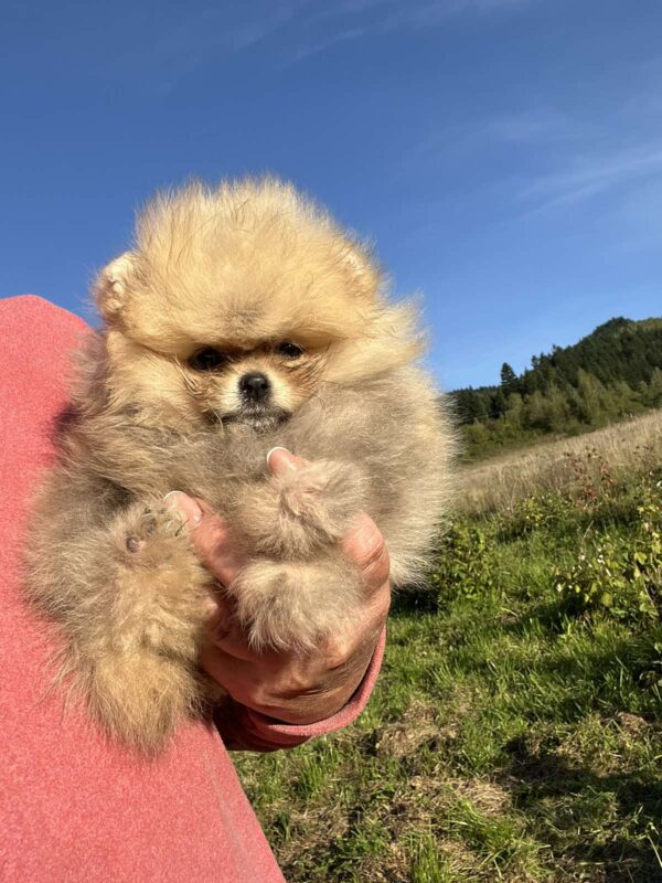 Dakota Pomeranian Dakota Pomeranian