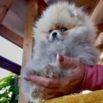Dakota-female-pomeranian-puppy-for-sale-1 (4)