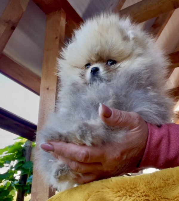 Dakota Pomeranian Dakota Pomeranian