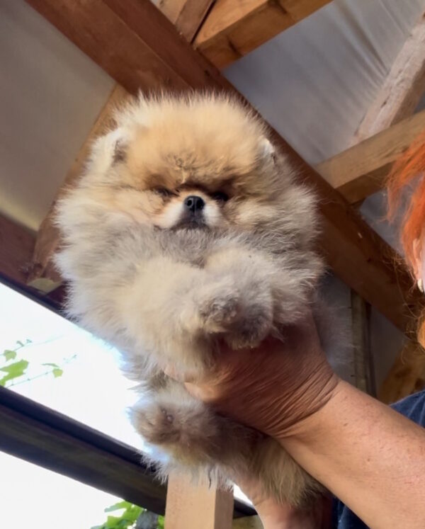 Dalila Pomeranian Dalila Pomeranian