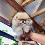 Dalila-female-pug-puppy-for-sale-1 (2)