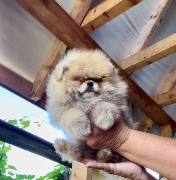 Dalila Pomeranian Dalila Pomeranian