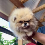 Dalila-female-pug-puppy-for-sale-1 (3)