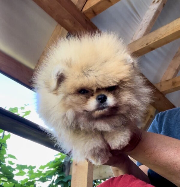 Dalila Pomeranian Dalila Pomeranian