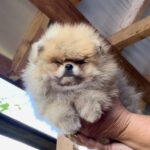 Dalila-female-pug-puppy-for-sale-1 (4)