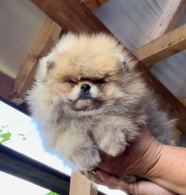 Dalila Pomeranian Dalila Pomeranian