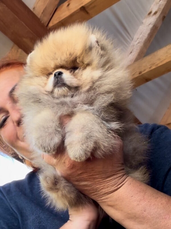 Dalila Pomeranian Dalila Pomeranian