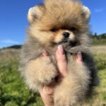 Damir-male-pomeranian-puppy-for-sale-1 (1)