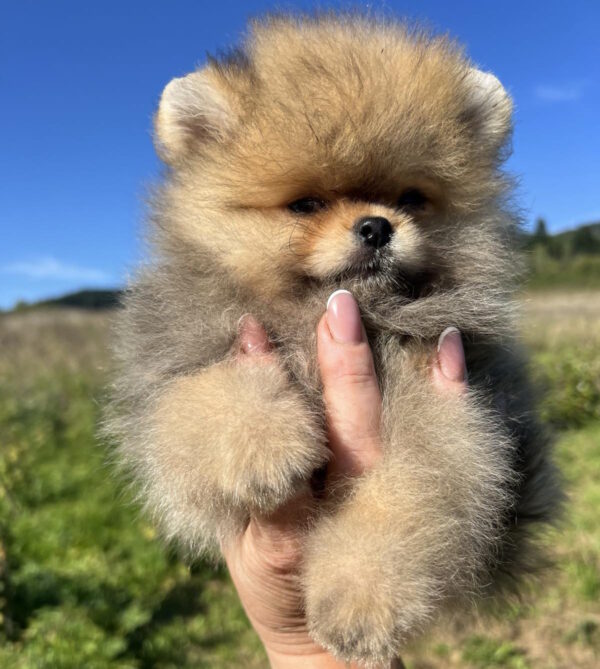 Damir Pomeranian Damir Pomeranian