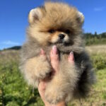 Damir-male-pomeranian-puppy-for-sale-1 (2)