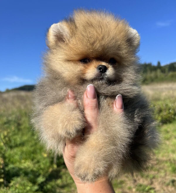 Damir Pomeranian Damir Pomeranian