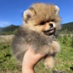 Damir-male-pomeranian-puppy-for-sale-1 (3)