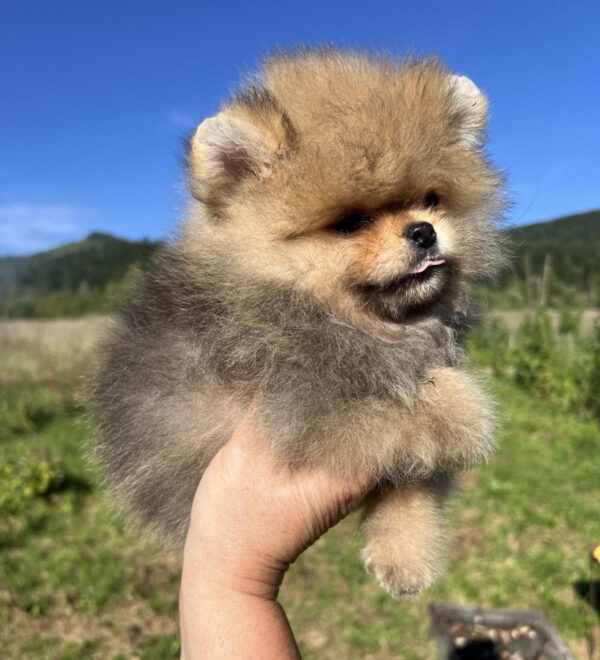 Damir Pomeranian Damir Pomeranian