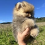 Damir-male-pomeranian-puppy-for-sale-1 (4)