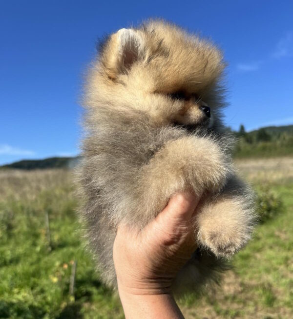 Damir Pomeranian Damir Pomeranian