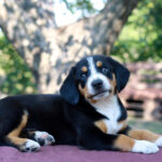 Daniel-male-Entlebucher-Mountain-Dog-puppy-for-sale-1 (1)