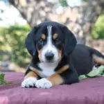 Daniel-male-Entlebucher-Mountain-Dog-puppy-for-sale-1 (1)