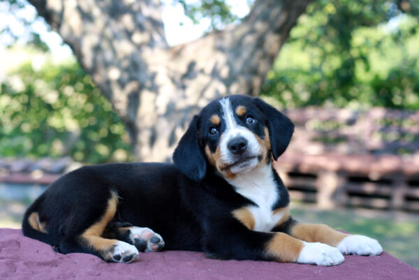 Daniel Entelbucher Sennehunde