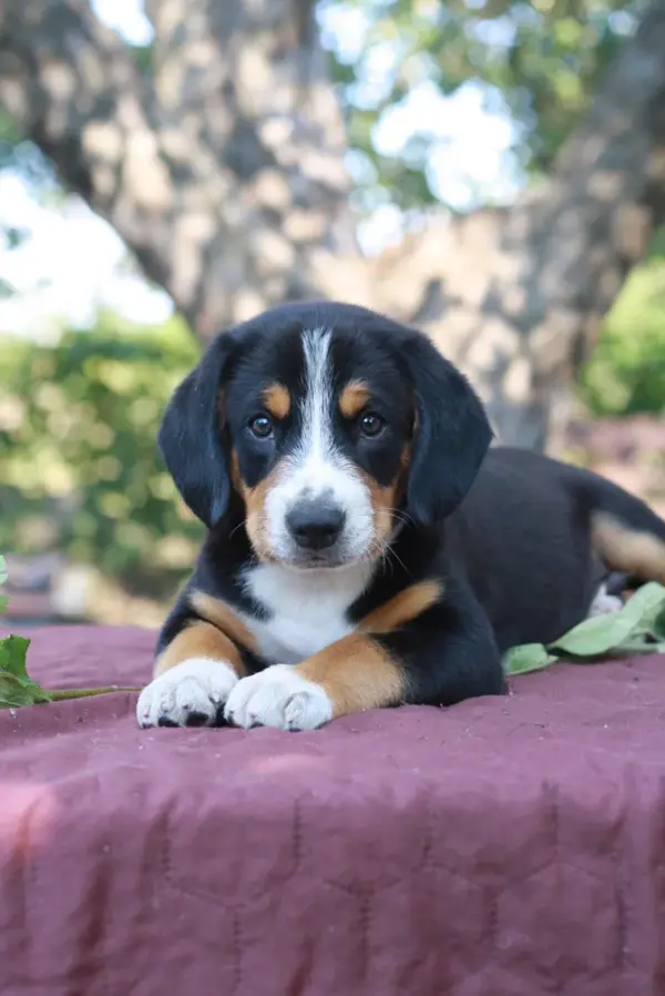 Daniel Entelbucher Sennehunde