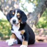 Daniel-male-Entlebucher-Mountain-Dog-puppy-for-sale-1 (2)