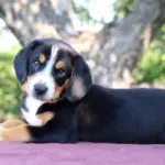 Daniel-male-Entlebucher-Mountain-Dog-puppy-for-sale-1 (2)