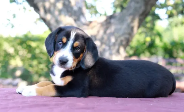 Daniel Entelbucher Sennehunde