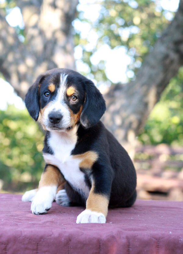 Daniel Entelbucher Sennehunde