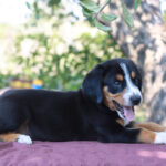 Daniel-male-Entlebucher-Mountain-Dog-puppy-for-sale-1 (3)