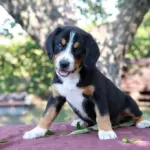 Daniel-male-Entlebucher-Mountain-Dog-puppy-for-sale-1 (3)