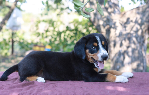 Daniel Entelbucher Sennehunde