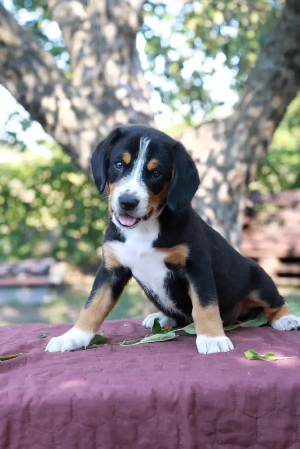 Daniel Entelbucher Sennehunde