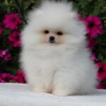 Darling-male-pomeranian-puppy-for-sale-1 (1)