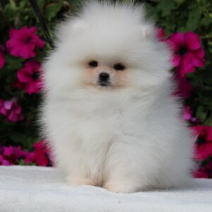 Darling Pomeranian
