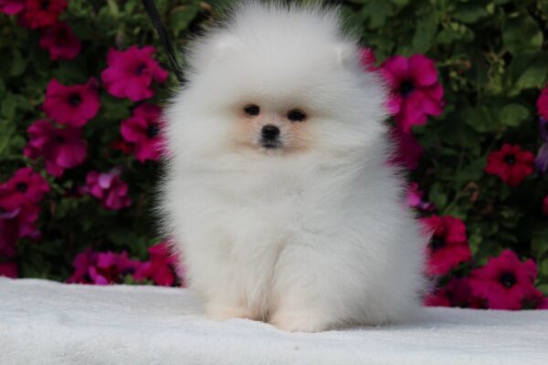 Darling Pomeranian