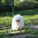 Darling-male-pomeranian-puppy-for-sale-1 (2)