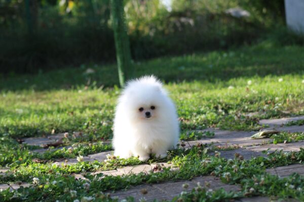 Darling Pomeranian