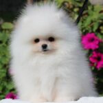 Darling-male-pomeranian-puppy-for-sale-1 (3)