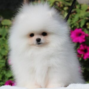 Darling Pomeranian