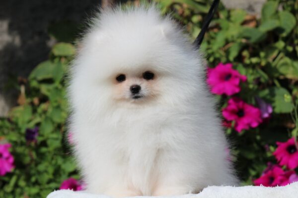 Darling Pomeranian