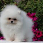 Darling-male-pomeranian-puppy-for-sale-1 (4)