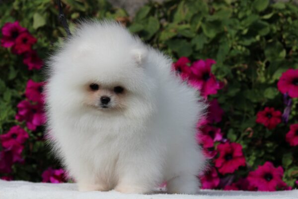 Darling Pomeranian