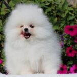 Darling-male-pomeranian-puppy-for-sale-1 (5)