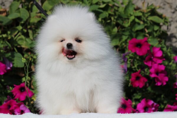 Darling Pomeranian