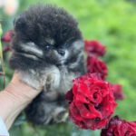 Dayna-female-pug-puppy-for-sale-1 (1)