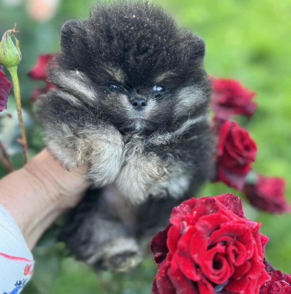 Dayna Pomeranian Dayna Pomeranian