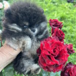 Dayna-female-pug-puppy-for-sale-1 (3)