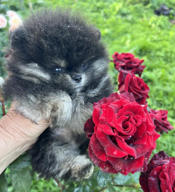 Dayna Pomeranian Dayna Pomeranian